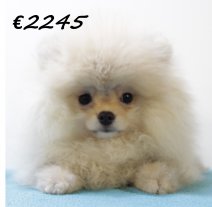 Pomeriaan M 020325 (HU1239) 250625.JPG
