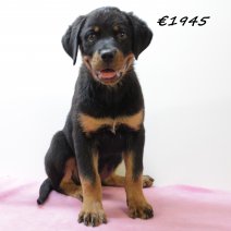 Rottweiler F 280225 (HU1246) 250625.JPG