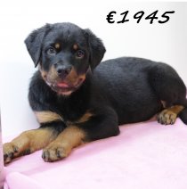 Rottweiler F 280225 (HU1248) 250625.JPG