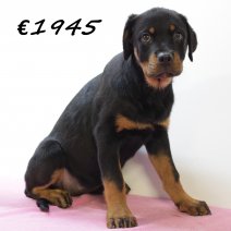 Rottweiler F 280225 (HU1249) 250625.JPG