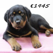 Rottweiler F 280225 (HU1250) 250625.JPG