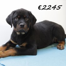 Rottweiler M 280225 (HU1247) 250625.JPG
