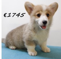 Welsh Corgi M 050325 (HU1306) 250625.JPG