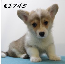Welsh Corgi M 100325 (HU1308) 250625.JPG