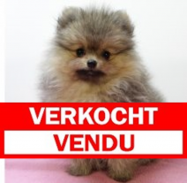 Pomeriaan V 030325 (HU1269) 250625.verkocht.png