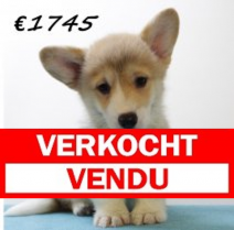 Welsh Corgi M 100325 (HU1307) 250625.verkocht.png