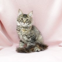 Maine Coon 060325 F(HU5521) 260625.JPG