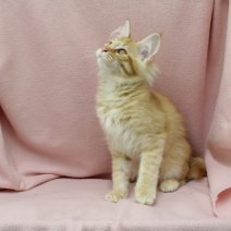 Maine Coon 060325 F(HU5522) 260625.JPG