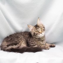 Maine Coon 060325 M (HU5517) 260625.JPG