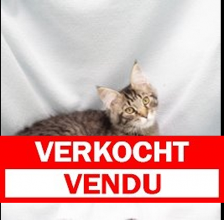 Maine Coon 060325 M (HU5517) verkocht.JPG