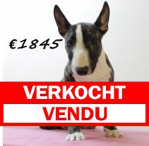 Bull Terrier F 280225 (HU1244) 250625.verkocht.png