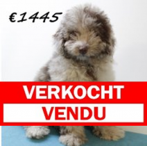 Aussiedoodle M 280225 (HU1225) 250625.verkocht.png