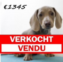 Teckel M 080325 (HU1297) 250625.verkocht.png