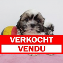 Lhasa Apso 300125 F (BE2923) 060425.verkocht.png
