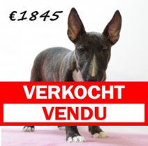 Bull Terrier F 280225 (HU1245) 250625.verkocht.png