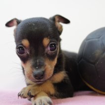 pinscher 040525 F(BE) 270625.JPG