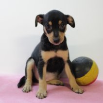 pinscher 040525 F(BE3872) 270625.JPG