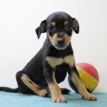 pinscher 040525 M (BE6791)270625.JPG
