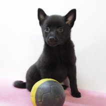 schipperke 250425 F (BE3037) 270625.JPG