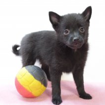 schipperke 250425 F (BE6918) 270625.JPG