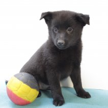 schipperke 250425 M (BE3039) 270625.JPG