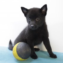 schipperke 250425 M (BE6899)270625.JPG