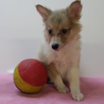sheltie 240425 F (BE6890) 270625.JPG