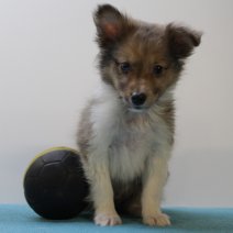 sheltie 240425 M (BE2926) 270625.JPG