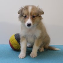sheltie 240425 M (BE6900) 270625.JPG