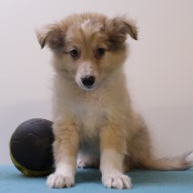 sheltie 240425 M (BE6901) 270625.JPG
