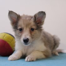 sheltie 240425 M (BE6907) 270625.JPG