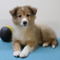 sheltie 240425 M (BE6908) 270625.JPG