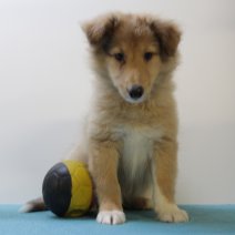 sheltie 240425 M (BE6989) 270625.JPG