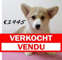 Welsh Corgi F 050325 (HU1305) 250625.verkocht.png