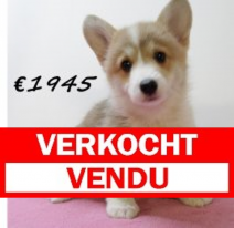 Welsh Corgi F 100325 (HU1309) 250625.verkocht.png