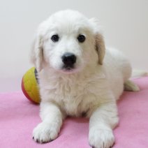 golden retriever  290425 F(BE6566) 270625.JPG
