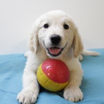 golden retriever  290425 M (BE6591) 270625.JPG
