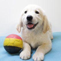 golden retriever  290425 M (BE6699) 270625.JPG
