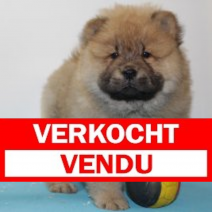 Chow Chow 060325 M(BE4388) 070525.verkocht.png