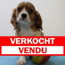 Cavalier King Charles 070425 M(BE6604) 130625.verkocht.png