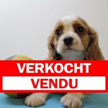 Cavalier King Charles M 070425 (BE6624) 200625.verkocht.png