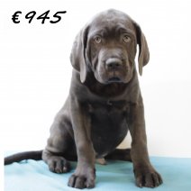 X American XXL Bully M 050325 (HU1289) 250625.JPG