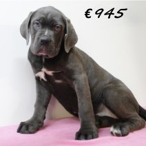 X American XXL Bully F 050325 (HU1291) 250625.JPG