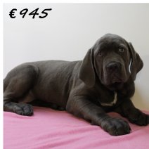 X American XXL Bully F 050325 (HU1292) 250625.JPG