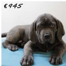 X American XXL Bully M 050325 (HU1287) 250625.JPG