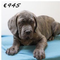 X American XXL Bully M 050325 (HU1288) 250625.JPG