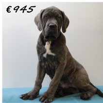 X American XXL Bully M 050325 (HU1290) 250625.JPG