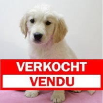 golden retriever F 260425(BE6605) 270625 Verkocht - Vendu.jpg