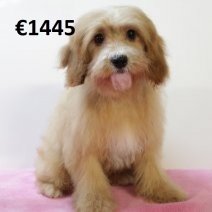 Cavapoo 010225 F(HU1175) 070625.jpg