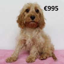 Cavapoo 010225 F(HU1178) 070625.jpg